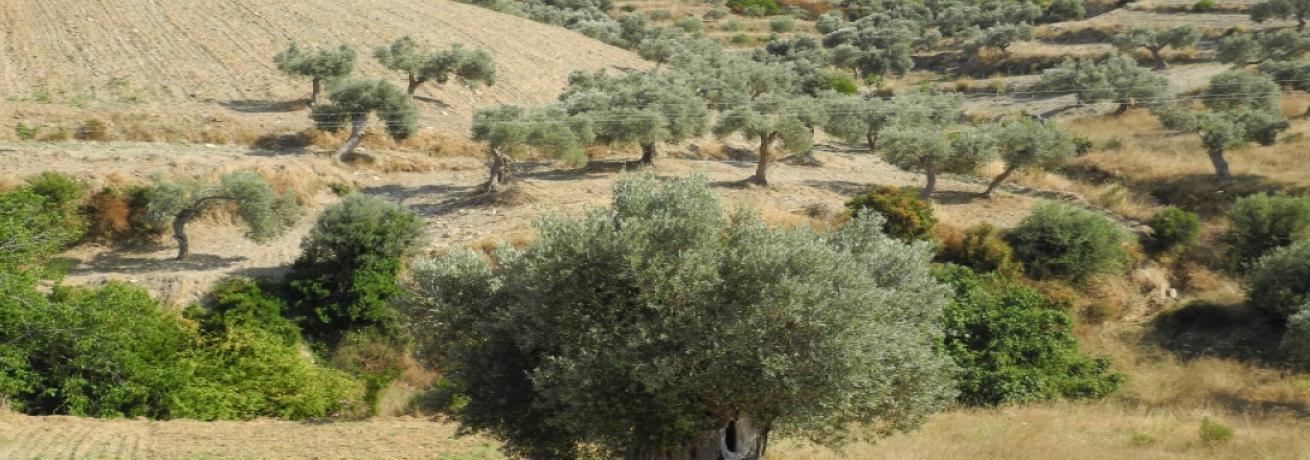 Diventare specialisti del Paesaggio