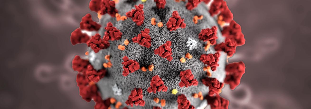 Coronavirus, le indicazioni per la comunità Sapienza